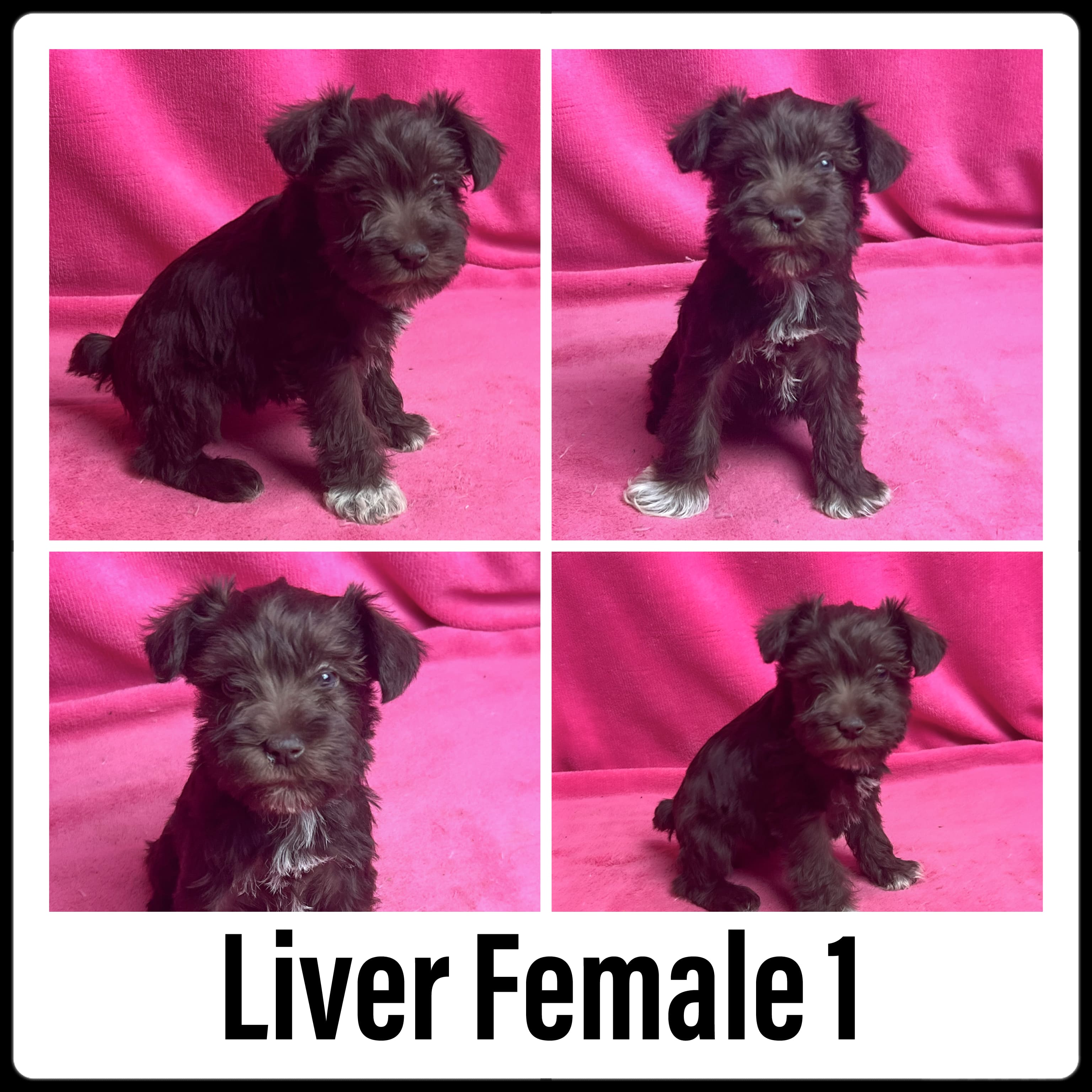 Liver Female Minature Schnauzer